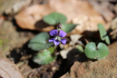 Violaceae