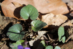 Violaceae