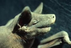 Cheiromeles torquatus