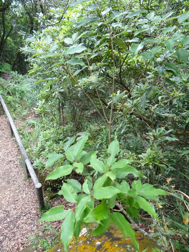 Image of Quercus salicina by (c) 呂一起(Lu i-chi), some rights reserved (CC BY)