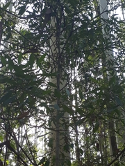 Elaeocarpus eumundii