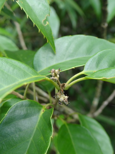 Image of Quercus salicina by (c) 呂一起(Lu i-chi), some rights reserved (CC BY)