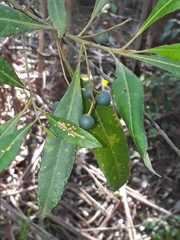 Elaeocarpus eumundii