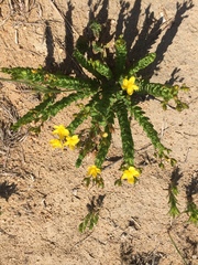 Hypericum aethiopicum