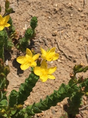 Hypericum aethiopicum