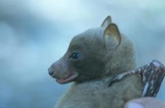 Desmalopex microleucopterus