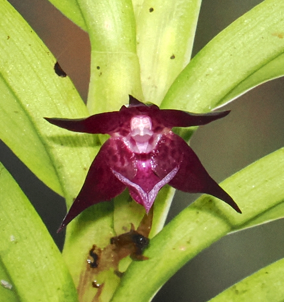 Dichaea rubroviolacea