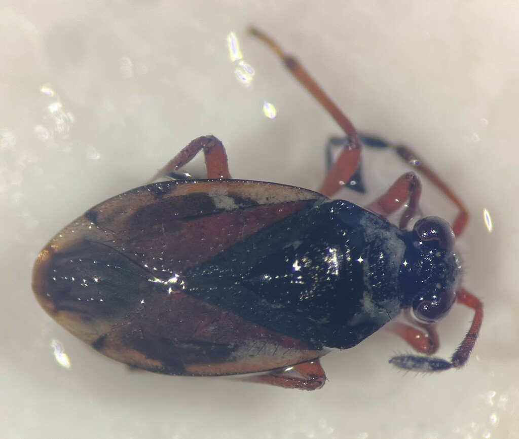 Ioscytus politus flavicosta