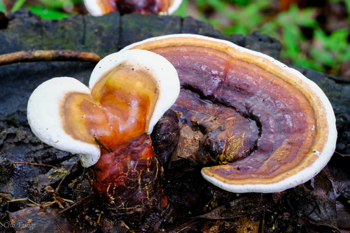Ganoderma tropicum observed 2023-06-17