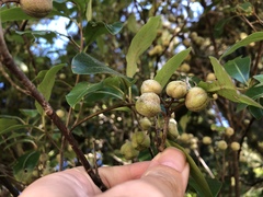 Pittosporum colensoi