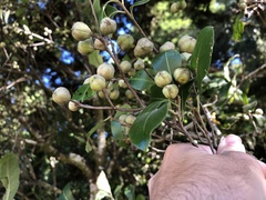 Pittosporum colensoi