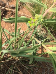Raphionacme velutina