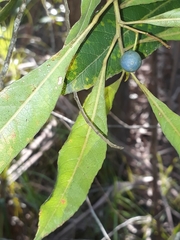 Elaeocarpus eumundii