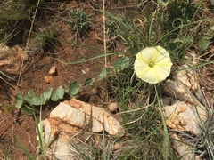 Ipomoea obscura obscura