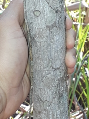 Elaeocarpus eumundii