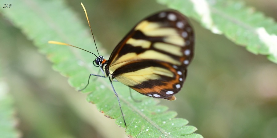 Ithomia image