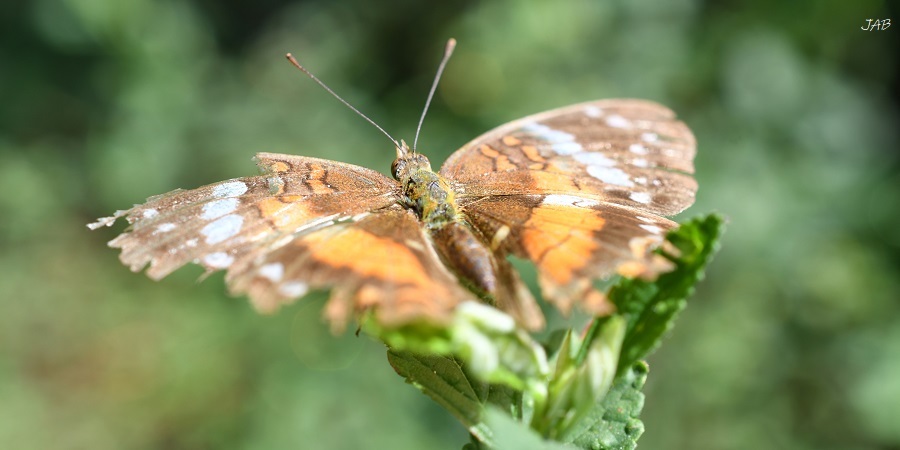 Anartia amathea image