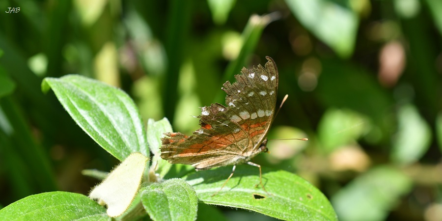 Nymphalinae image