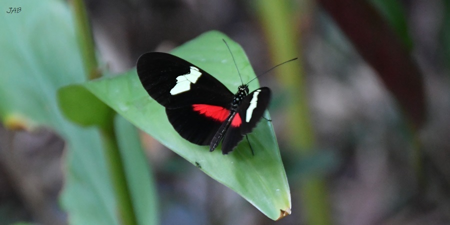 Heliconius clysonymus image