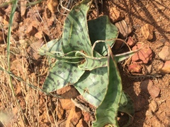 Ledebouria luteola