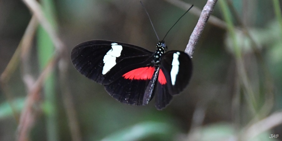 Heliconius clysonymus image