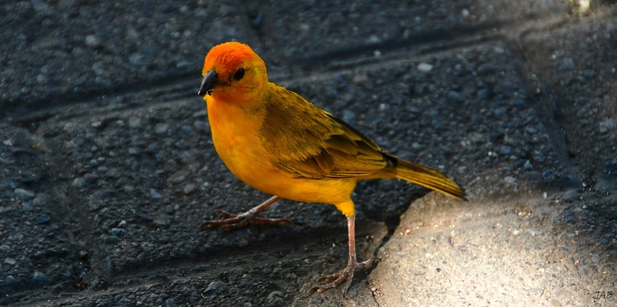 Sicalis flaveola image