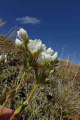 Gentianella impressinervia