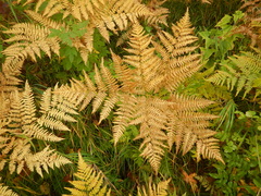 Pteridium latiusculum japonicum