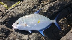 Ferdauia orthogrammus