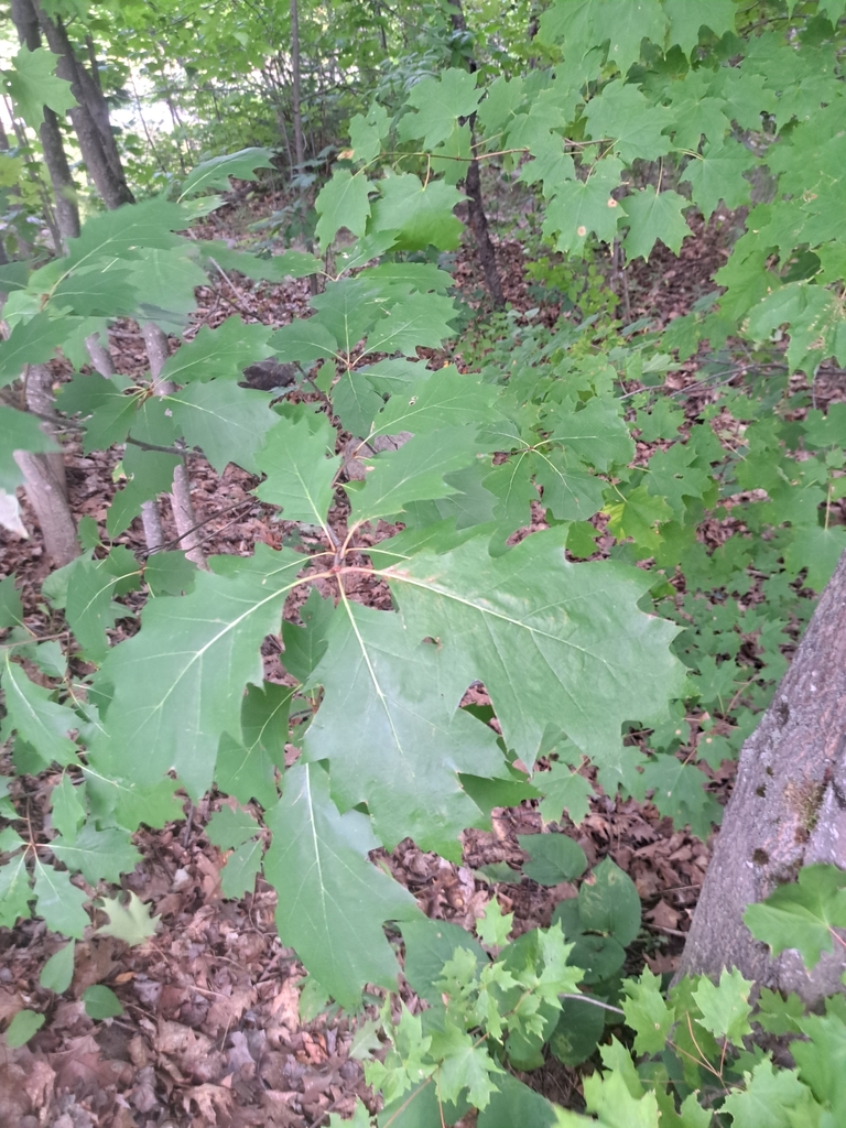 northern red oak from Batchawana Bay, Algoma, North Part