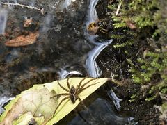 Dolomedes dondalei