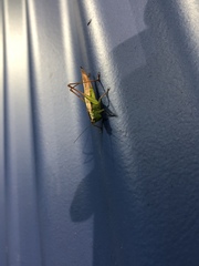 Conocephalus albescens