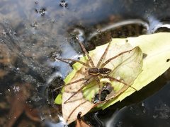 Dolomedes dondalei