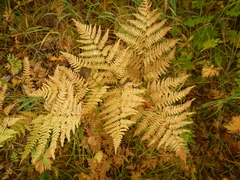 Pteridium latiusculum japonicum