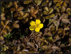 Argentina anserinoides