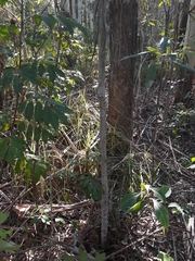 Elaeocarpus eumundii