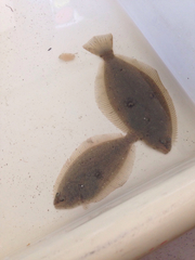 Paralichthys californicus