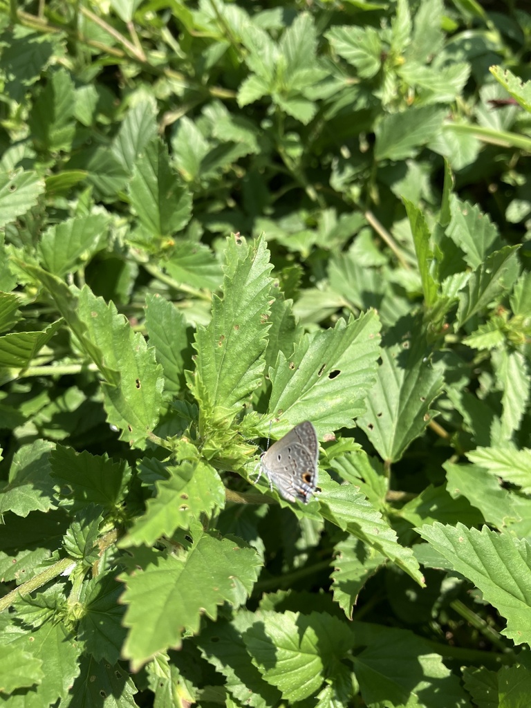 Mallow ScrubHairstreak from Treasure Haven Dr, Harlingen, TX, US on