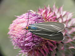 Ctenucha