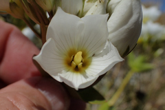 Gentianella impressinervia
