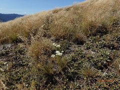 Gentianella impressinervia