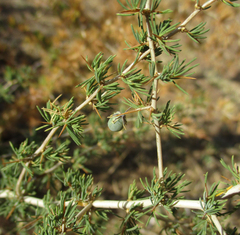 Asparagus suaveolens image