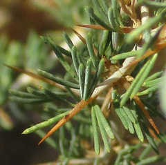 Asparagus suaveolens image