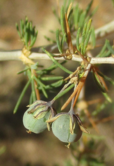 Asparagus suaveolens image