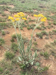 Helichrysum dasymallum