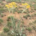 Helichrysum dasymallum - Photo (c) David Hoare,  זכויות יוצרים חלקיות (CC BY-NC), הועלה על ידי David Hoare