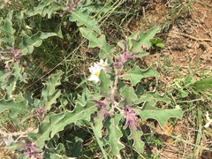 Solanum incanum