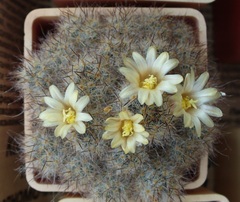 Mammillaria prolifera