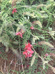 Indigofera oxytropis