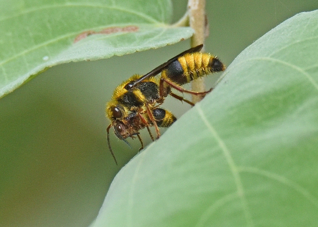 Wallacidia